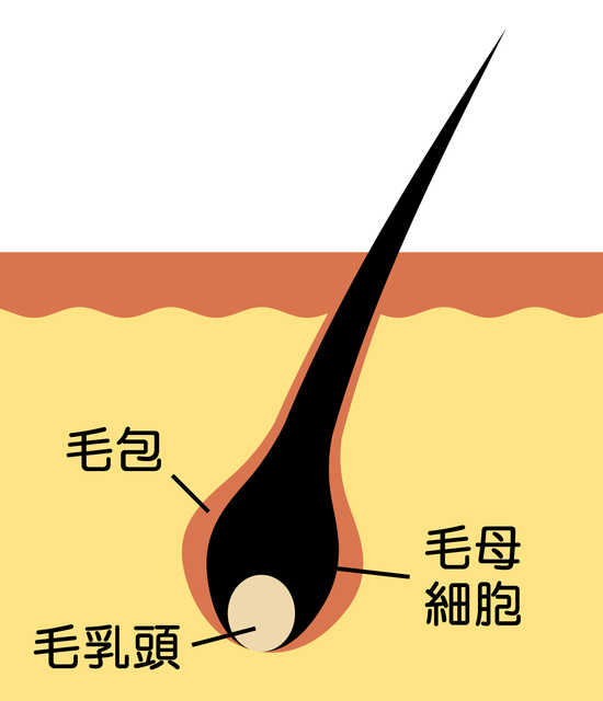 毛包・毛母細胞・毛乳頭