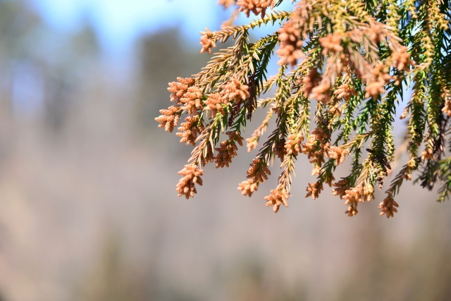 スギ花粉