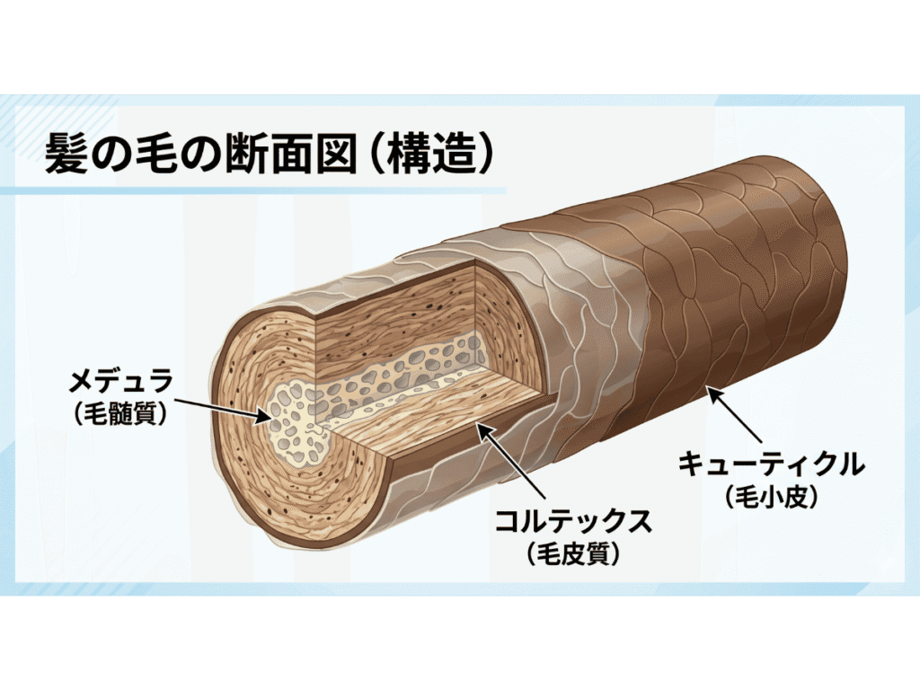 髪の毛の断面図から見る構造